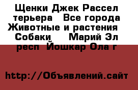 Щенки Джек Рассел терьера - Все города Животные и растения » Собаки   . Марий Эл респ.,Йошкар-Ола г.